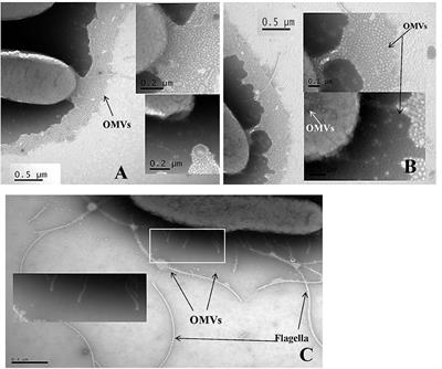 Analysis and Characterization of Proteins Associated with Outer Membrane Vesicles Secreted by Cronobacter spp.